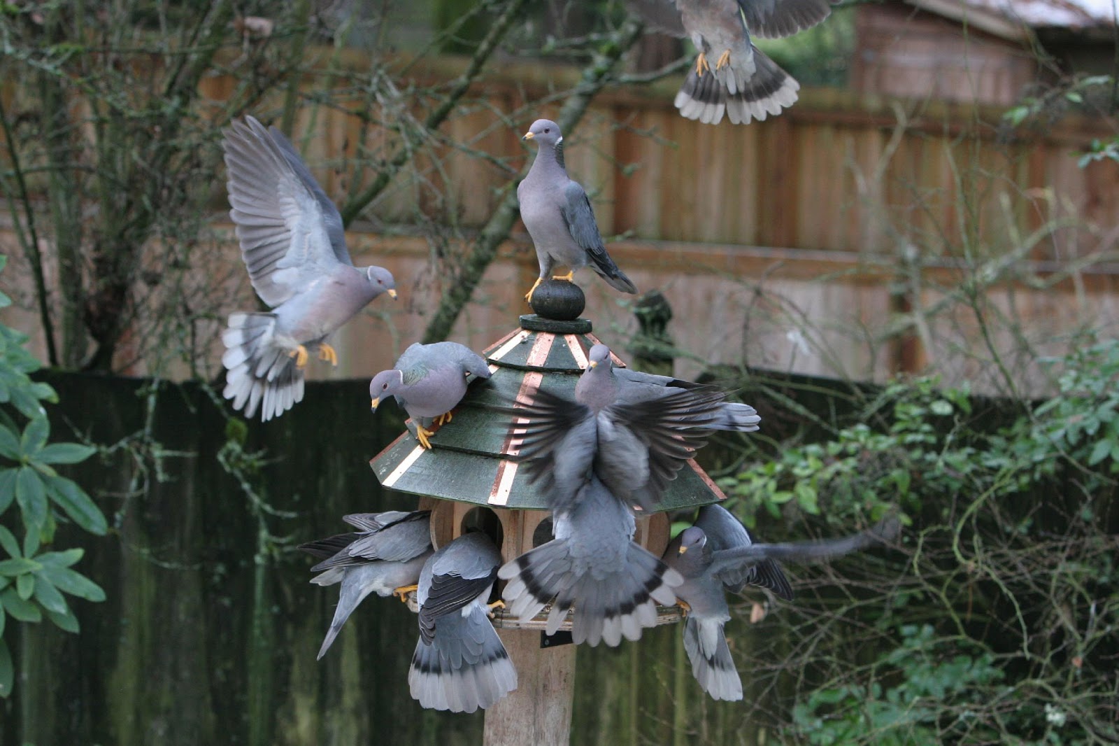 Shoreline Area News For the Birds Bandtailed Pigeon Do You Have Some?