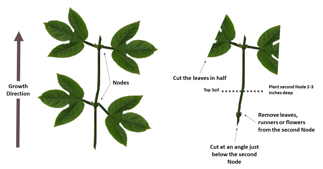 Okinawa Gardener Passion Fruit Propagation