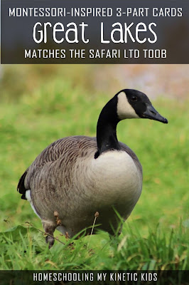 Learn about wetland animals as you explore and play with Safari Ltd Great Lakes toob.  Free printable matching cards for the toob.