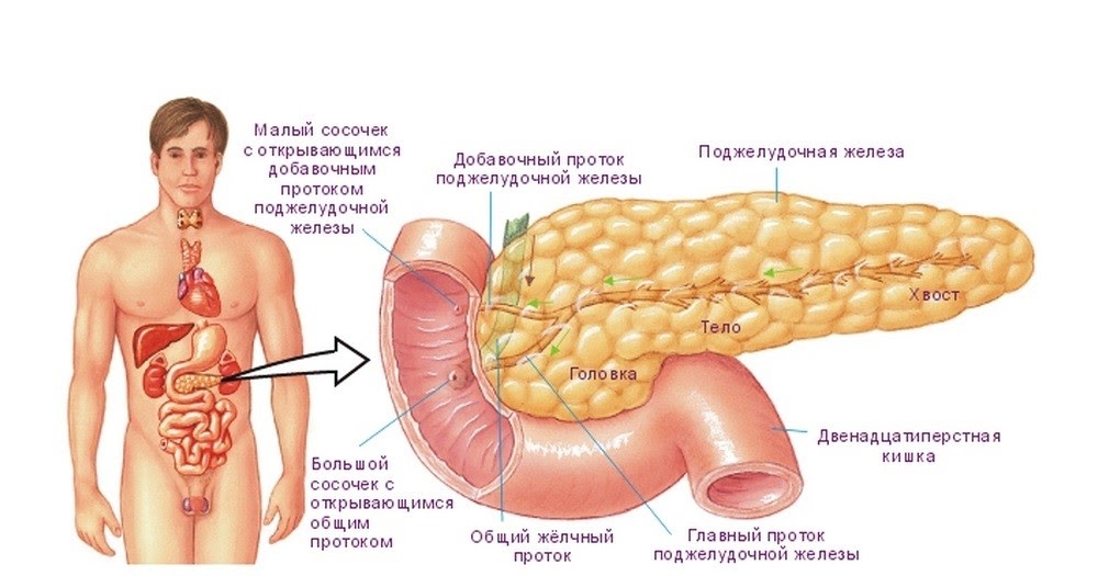 Изменения поджелудочной железы форум. Строение поджелудочной железы анатомия. Тонкая кишка и поджелудочная железа.