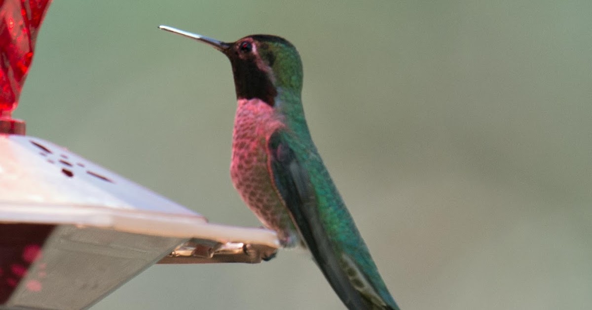 adventures with olaf the hummingbirds are back adventures with olaf the hummingbirds are back