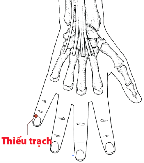 Vị trí huyệt thiếu trạch