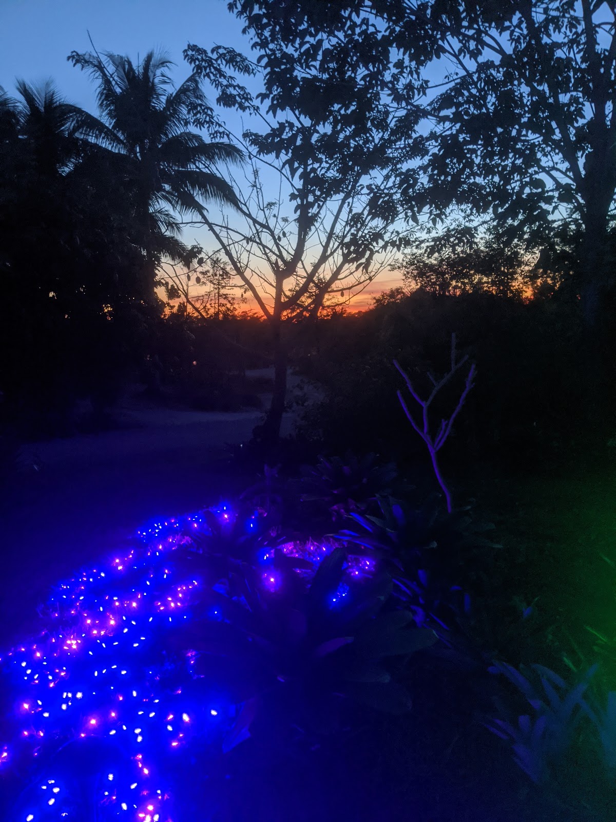 Bird & Travel Photos, Birding Sites, Bird Information SUNSET AT NIGHT