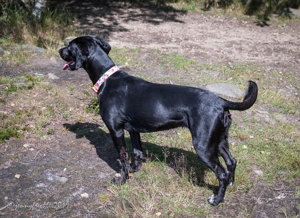 Saltaire Daily Photo Canine capers