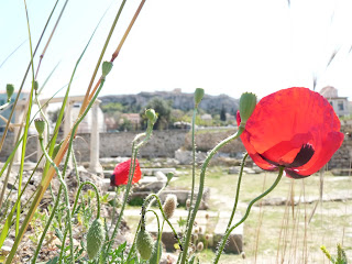 Atene, papaveri tra i resti dell'Agorà a primavera - Foto di Elisa Chisana Hoshi