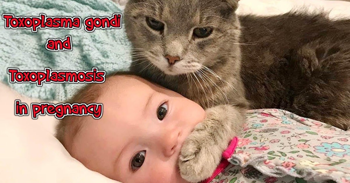 Toxoplasma gondi and toxoplasmosis in pregnancy Medical Microbiology