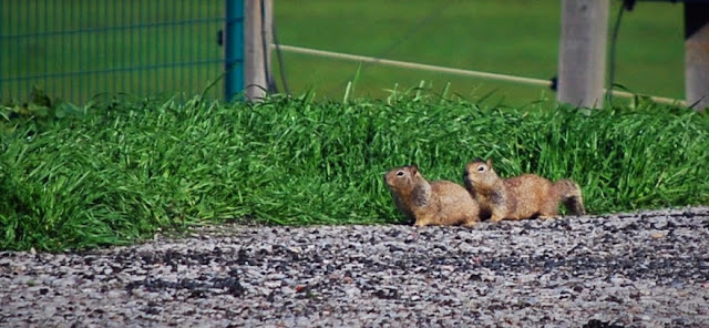 California Ground Squirrels Burrow Blocker Ground Squirrel Control - IPM no poisons