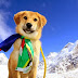 "He Couldn’t Have Had More Than An Hour To Live"... But Becomes The First Dog Climb Mount Everest! Take A Look