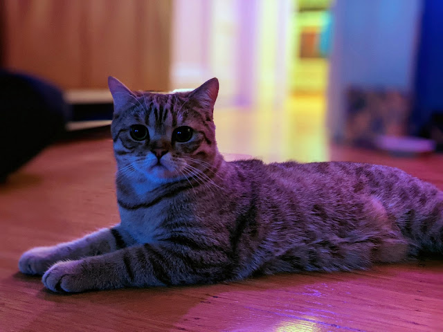A gray tabby cat sits on a wood floor, at night