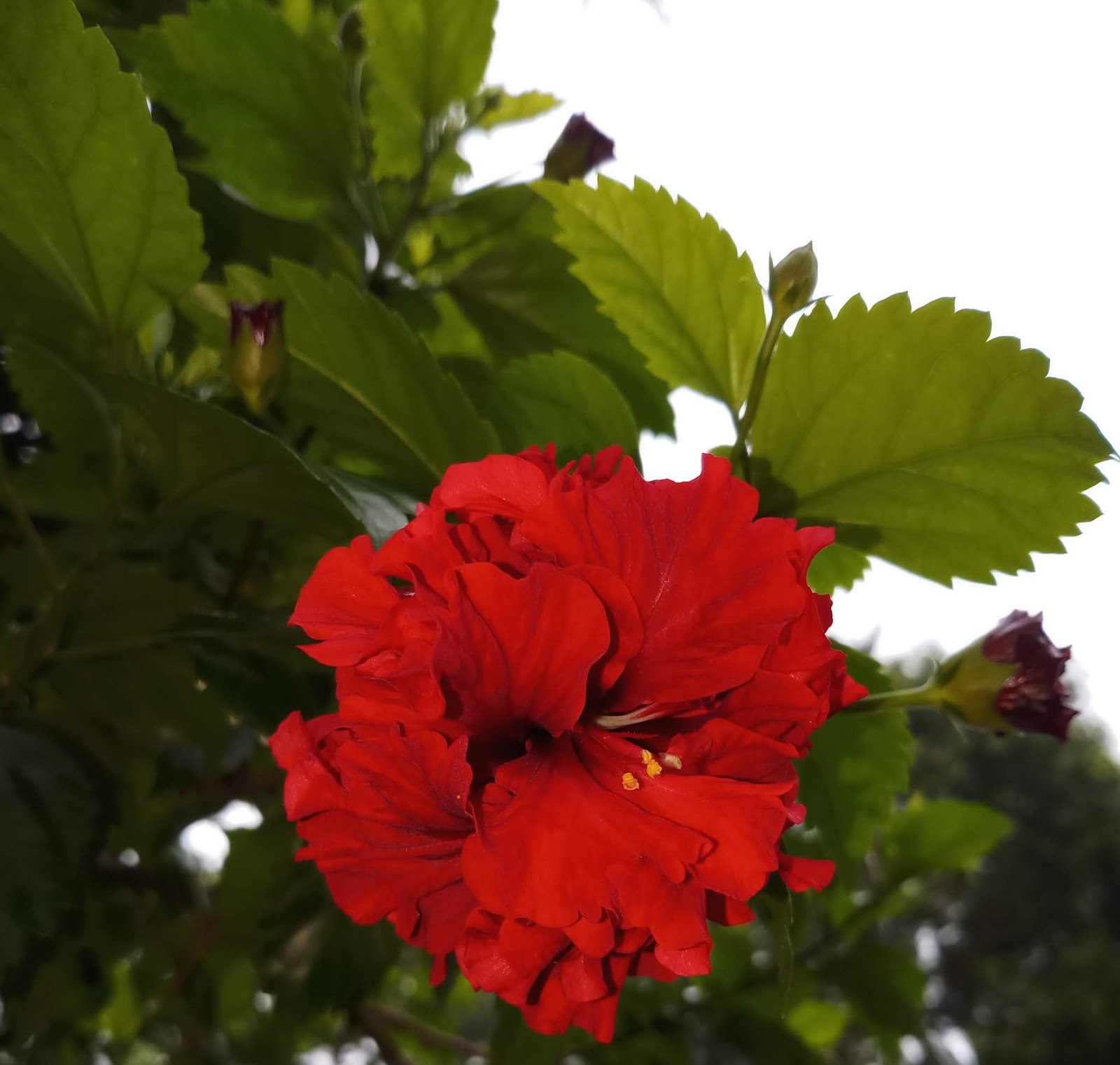 China rose flower Anipet and plants