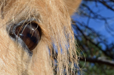 The horse´s eye is a mirror of your soul