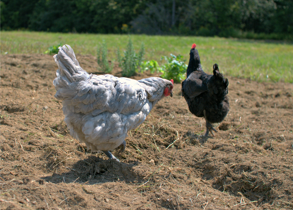 Using Chicken Manure in the Garden Fresh Eggs Daily® with Lisa Steele