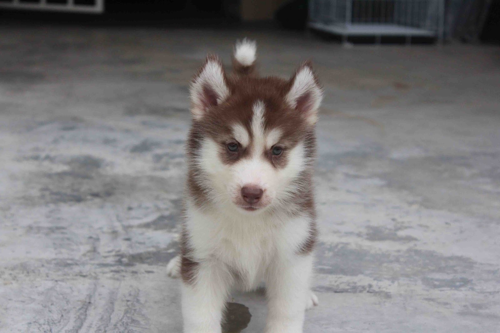 LovelyPuppy Dark Copper Male Siberian Husky Puppy
