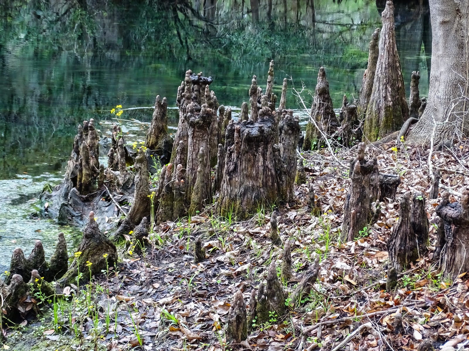 Walking Arizona Knee Roots