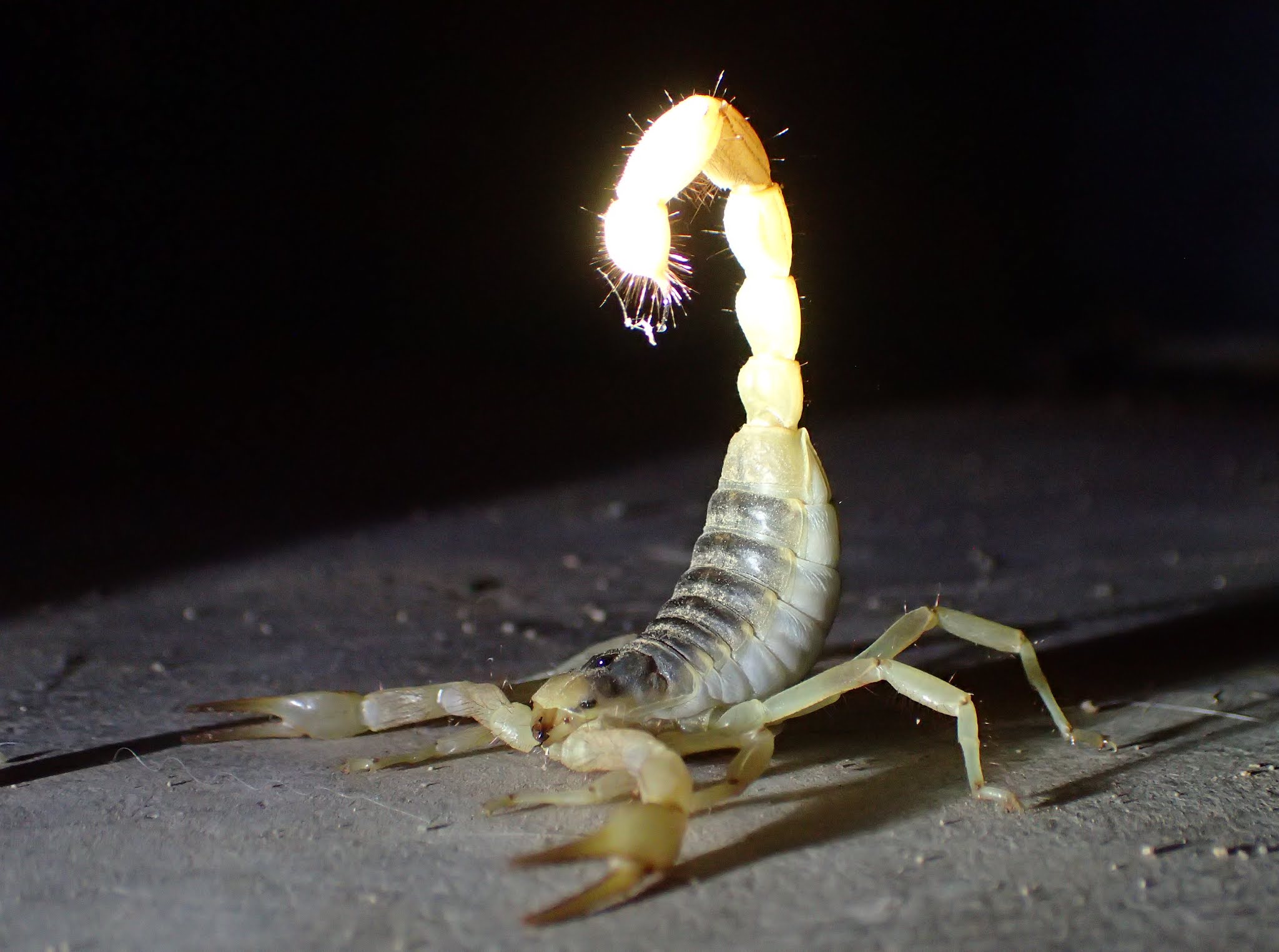Arizona: Beetles, Bugs, Birds and more