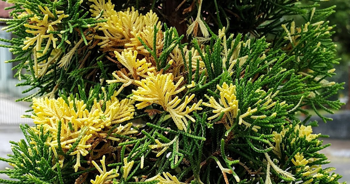 👪 Cupressaceae (Juniperus chinensis 'Kaizuka Variegated')