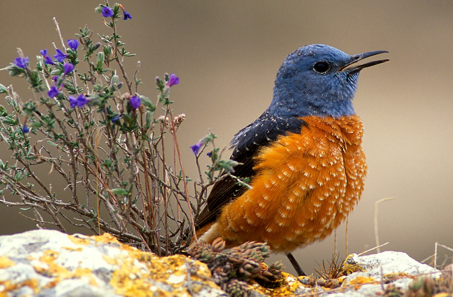 El blog de Beyond Barcelona: Fabulous Birding around Barcelona and