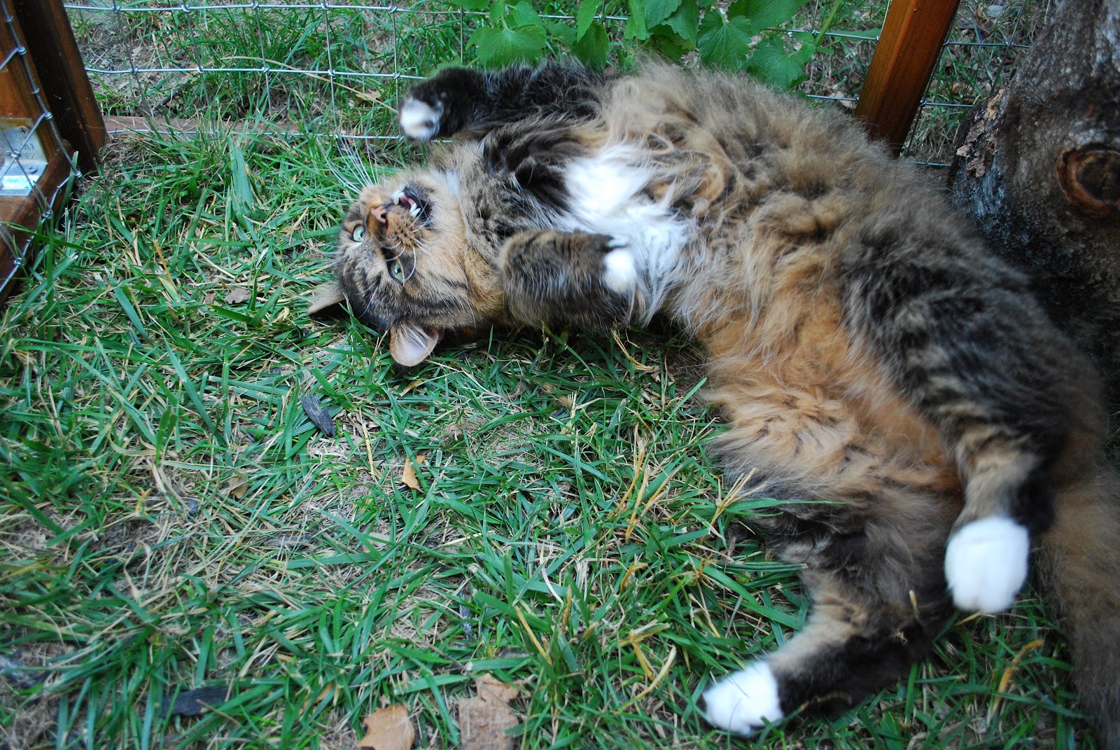 Diy Cat Enclosure Indoor outdoor cat jungle gym for indoor cats