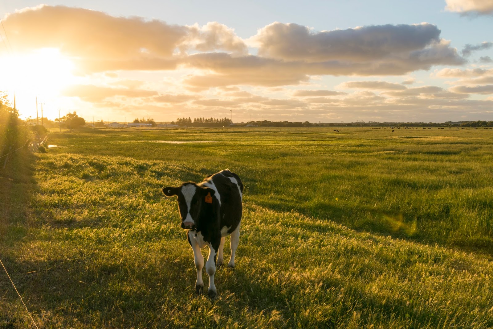 cow at sunset