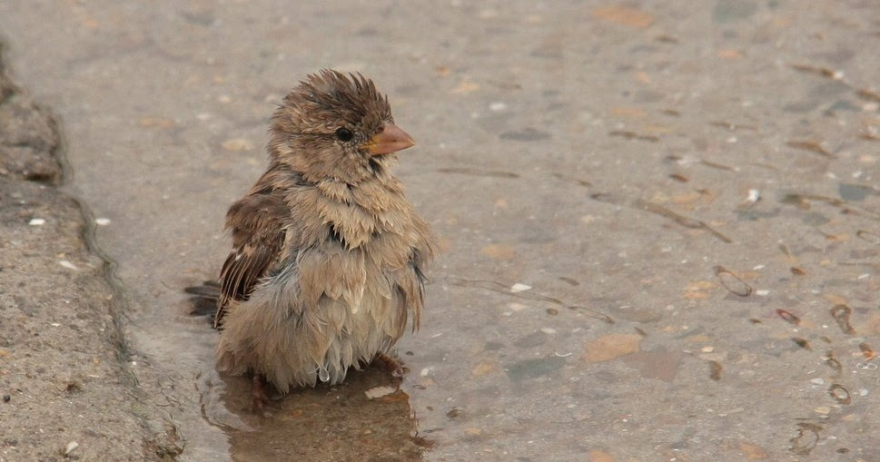 [half] Daily trip un pulcino bagnato