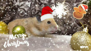 Original new year greetings mice and rats 2024. Free, beautiful live Christmas cards in the year of mouse
