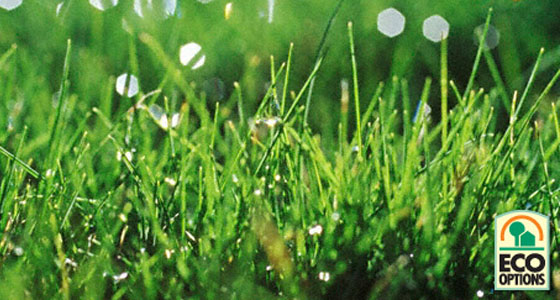 http://gardenclub.homedepot.com/5-easy-eco-secrets-for-a-greener-lawn/