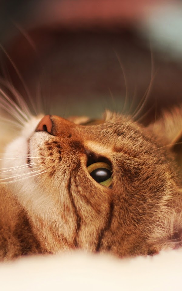 Cute Brown Kitten  Galaxy Note HD Wallpaper