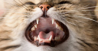 3 razones por las que no deberías ignorar la salud dental de tu gato