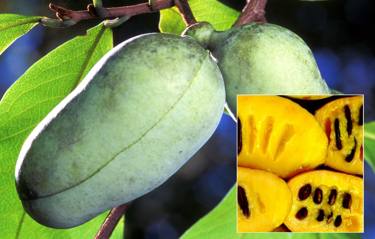 Paw Paw Fruit