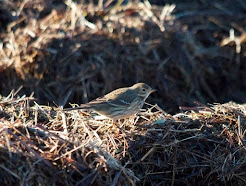 BUFF BELLIED PIPIT-BURTON MARSH-DENHALL QUAY-21ST DECEMBER 2014