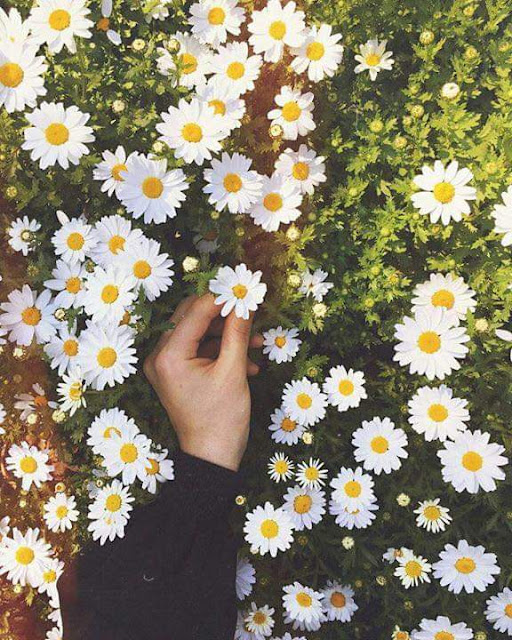 أعرف أسعار ورد عيد الحب أعرف أسعار ورد عيد الحب