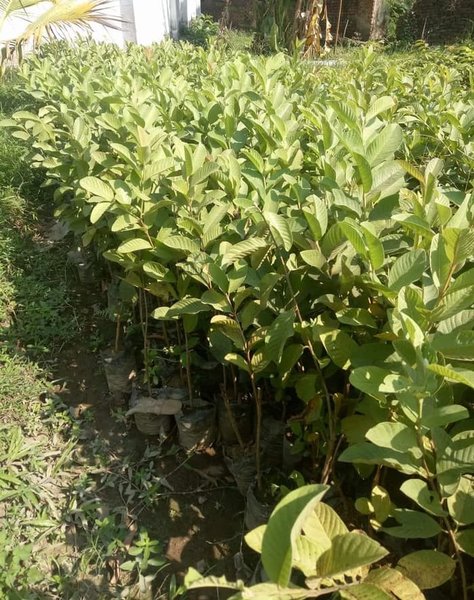 jambu getas merah Baktiya Barat