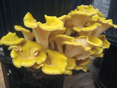 Yellow oyster mushroom supplier