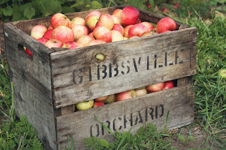 Red & yellow apples in a wooden crate that says, "Gibbsville Orchard". Photo by Jen Theodore on Unsplash.