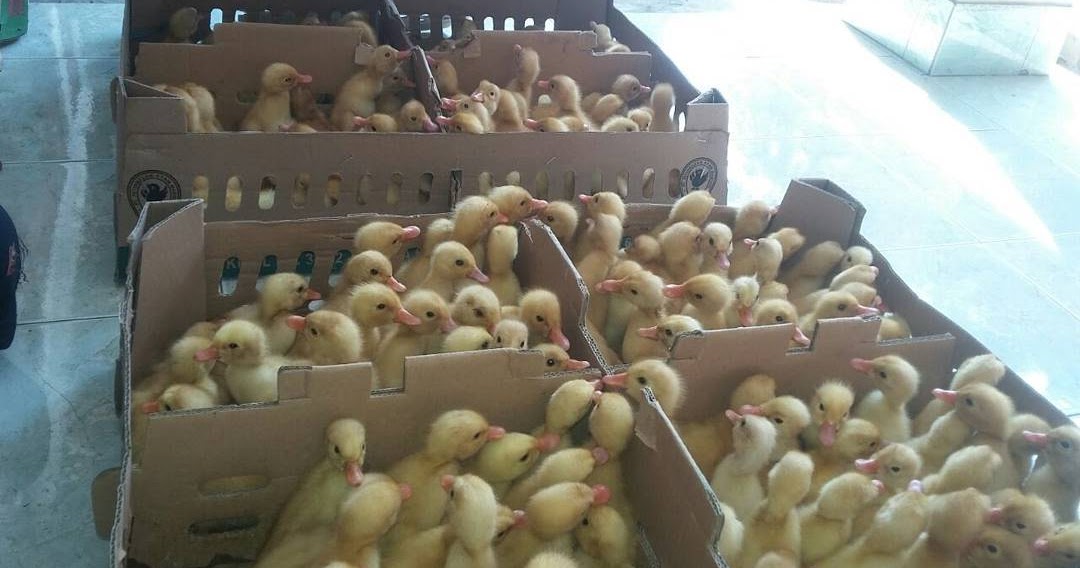 CV.SAHABAT TERNAK KEDIRI seputar harga bebek/itik siap CV.SAHABAT TERNAK KEDIRI seputar harga bebek/itik siap