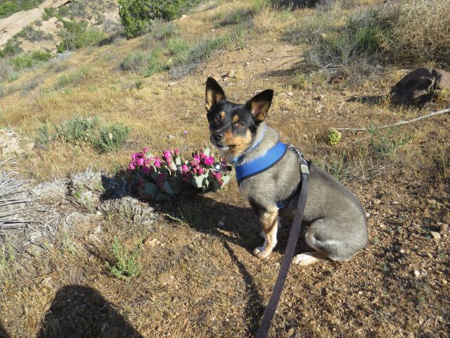 Take A Hike Springtime Morning Hike At Vasquez Rocks