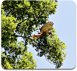 hawk wouldn nearby moved branch fly another