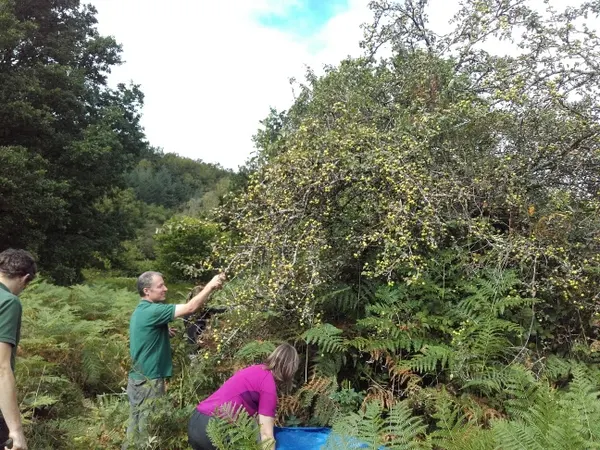 Devon Wildlife Trust staff pick crab apples at the  charity's Dunsford nature reserve (Teign Valley) - Photo copyright DWT (All rights Reserved)