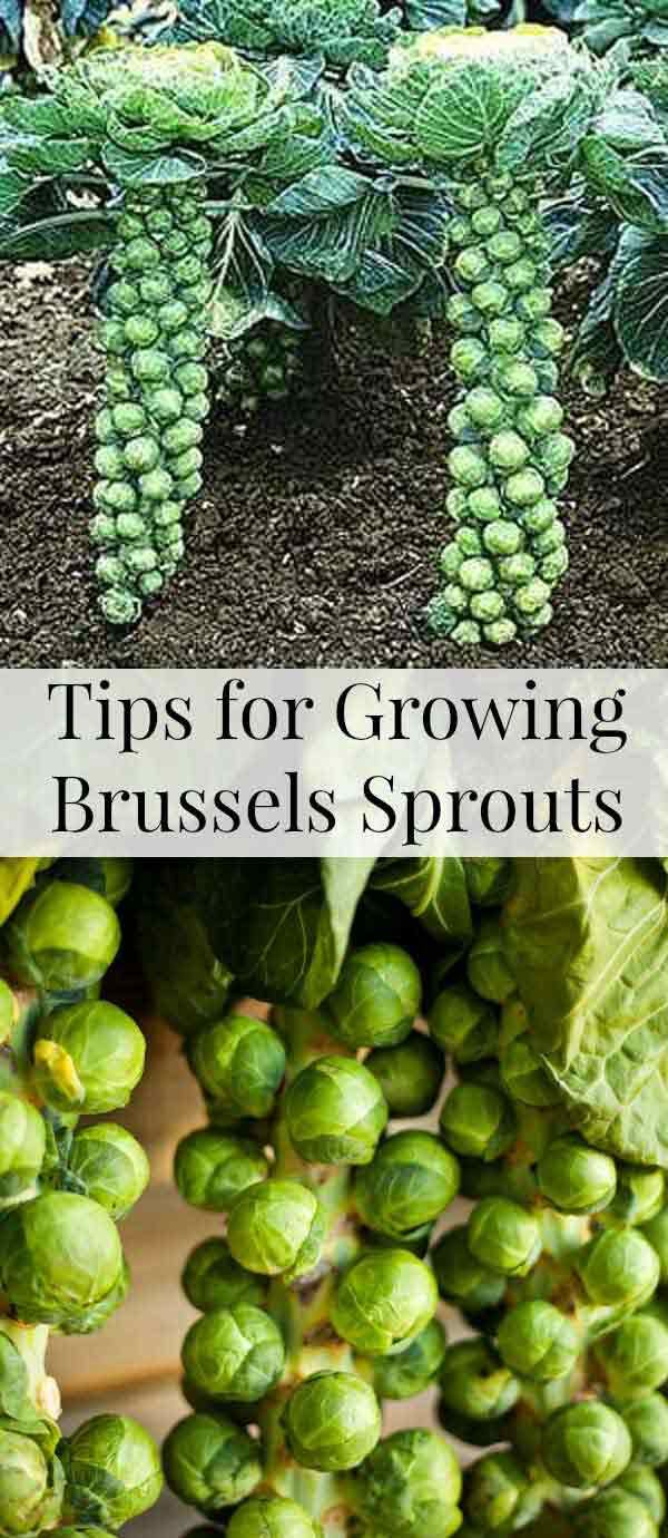 How to Grow Brussels Sprouts Everything About Garden