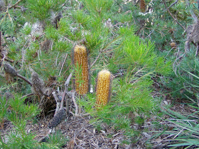 Banksia spinulosa (Banksia spinulosa var. spinulosa) Protected