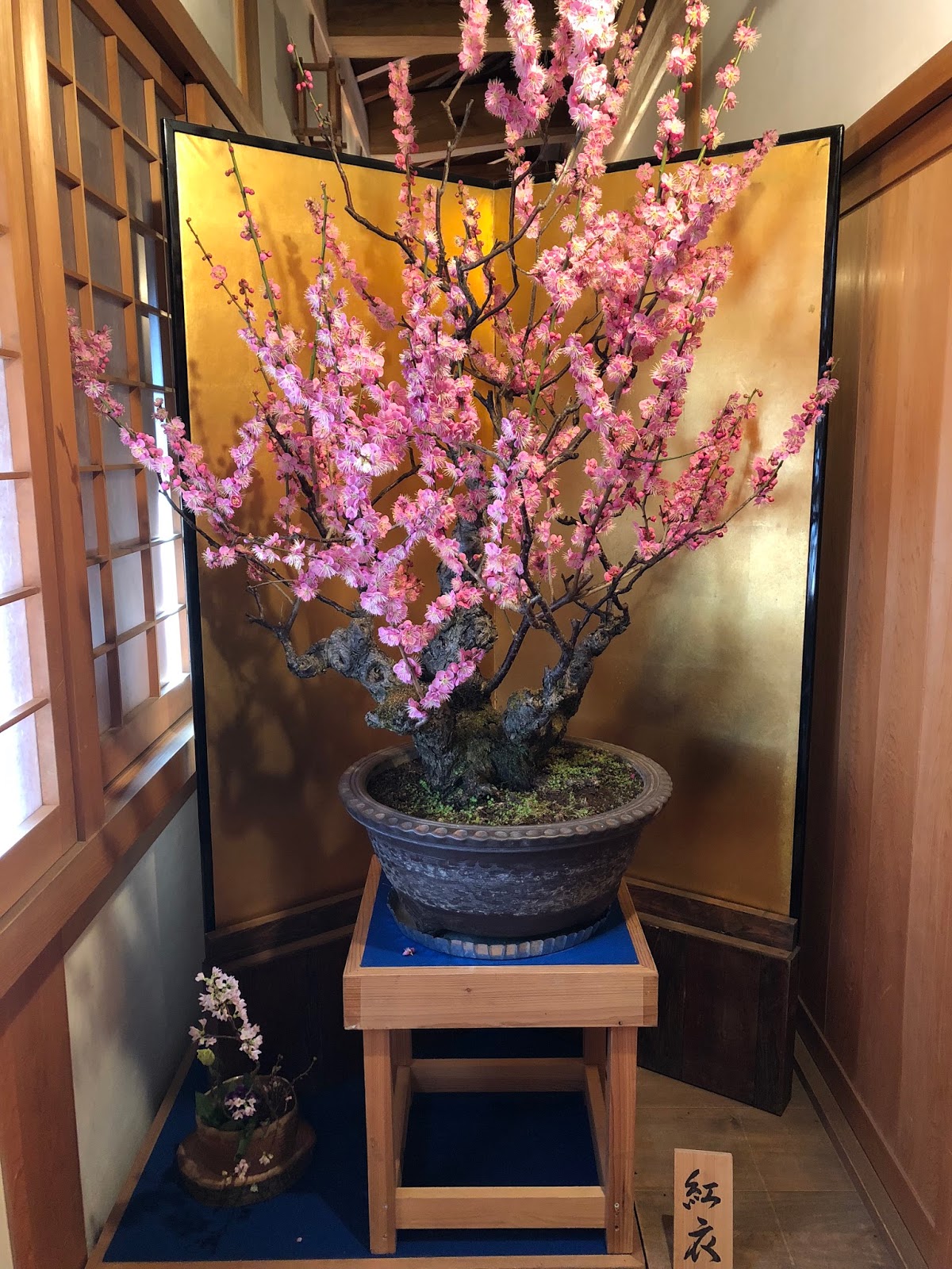 Move On 旅食 奈良 大和郡山郡山城跡旁盆梅展