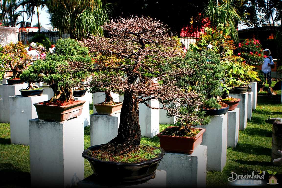 Where To Look For Bonsai Plants For Sale