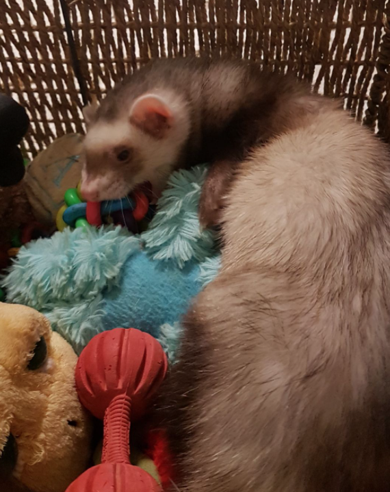 Ferrets North Adoptables