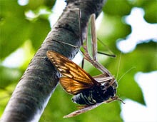 Tonggeret Vampir Pohon Yang Gemar Bernyanyi Re Tawon