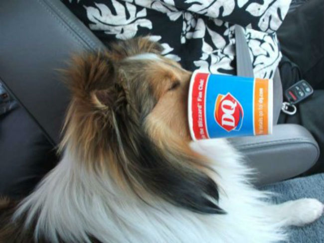dairy queen dog menu