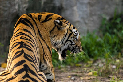 Tiger Images And Wallpaper Tiger Images And Wallpaper