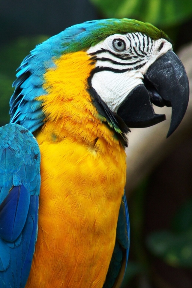 Blue and Yellow Macaw Wallpaper for iPhone 4