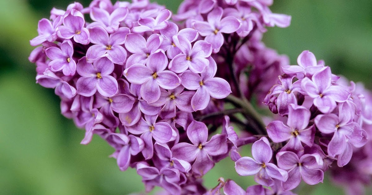 Ashcombe Farm and Greenhouses: Beautiful Lilacs