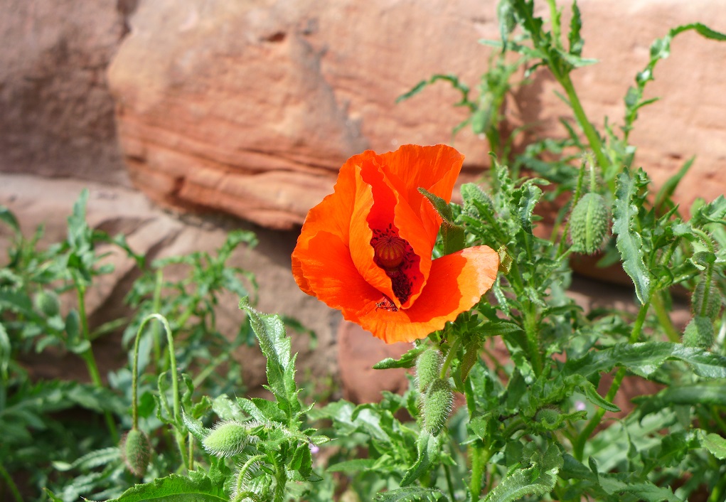La Fleur du Dimanche Quel jour sommesnous? Je suis... détempé, peutêtre A... ou avec un peu d