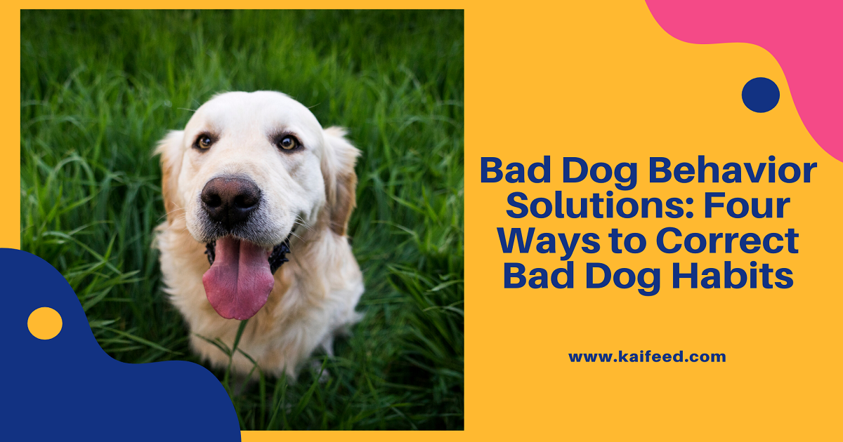 When a man’s best friend started misbehaving, does it end the friendship?